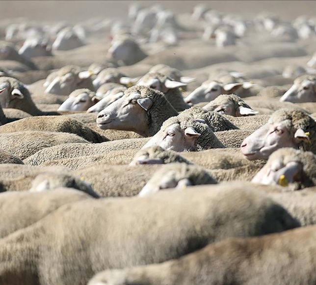 Türkiye Hayvancılıkta "Küçükbaş" Rotasına Girdi