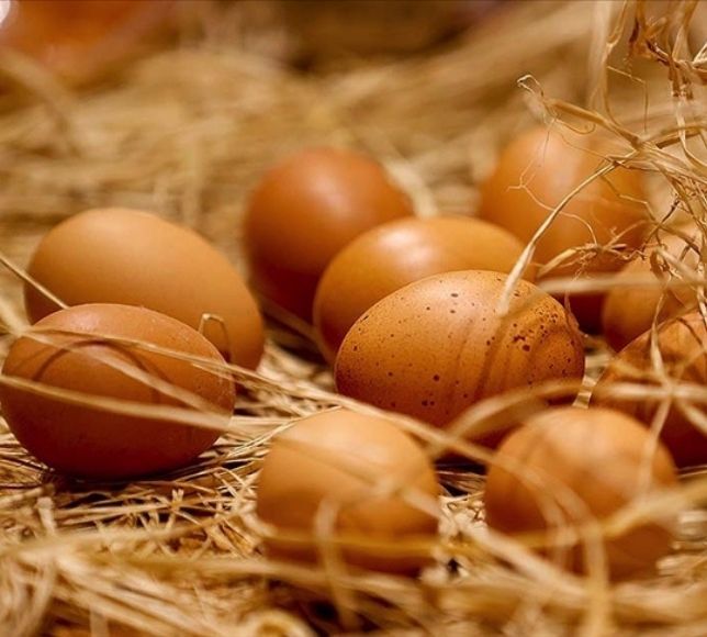 Tavuk Eti ve Yumurtada Üretim Arttı: TÜİK Kasım Verilerini Açıkladı