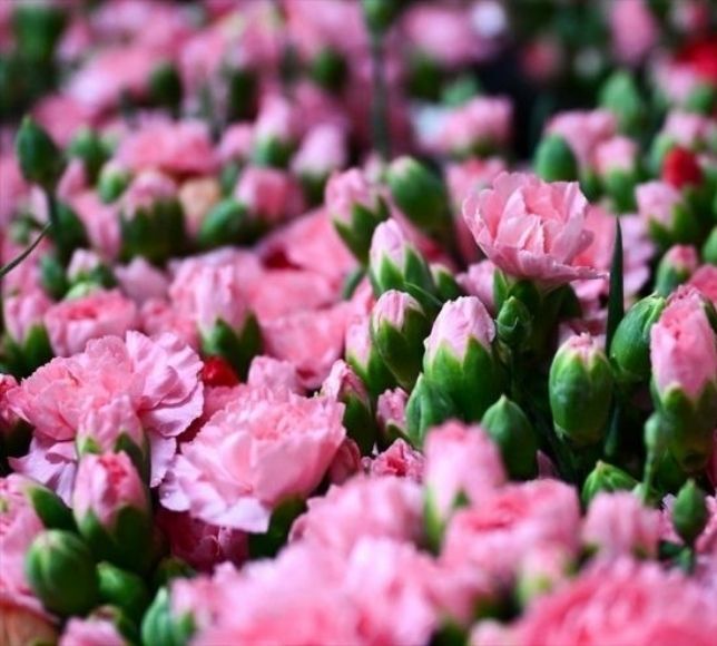 Türkiye 83 Ülkeye Çiçek Sattı: İhracat 160 Milyon Doları Aştı