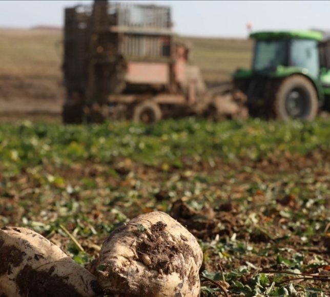 Şeker Üretimi 2025’te Rekor Kırdı: Çiftçinin Yüzü Güldü