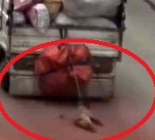 Ankara'da Kamyonete Bağladığı Köpeğe İşkence Eden Sürücüye Gözaltı