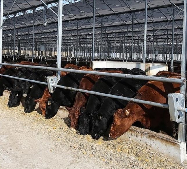 ESK: 400 Bin Baş Besilik Hayvan Teslimatı Tamamlandı