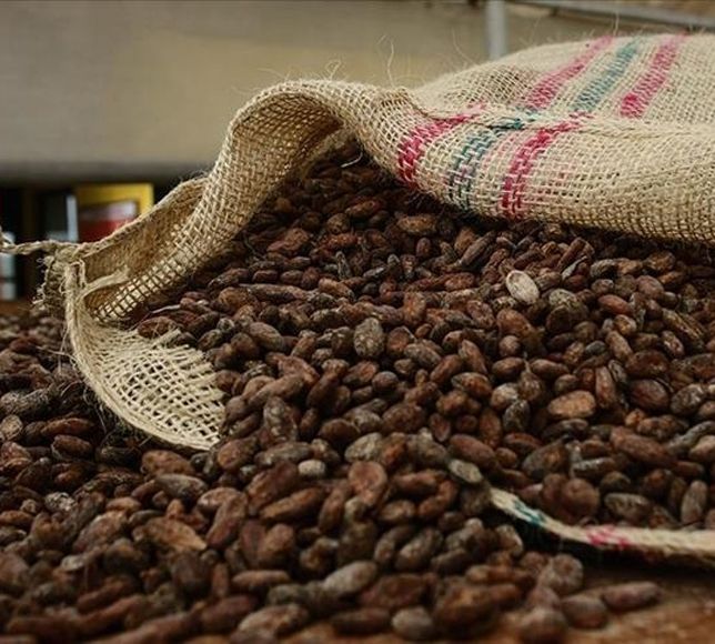 Türkiye’de Yetişmeyen Kakao, İhracatta Rekorun Adı Oldu