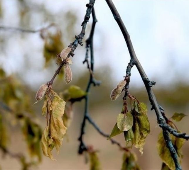 Tarımda Dev Destek: 11,36 Milyar Lira Hesaplara Yatıyor