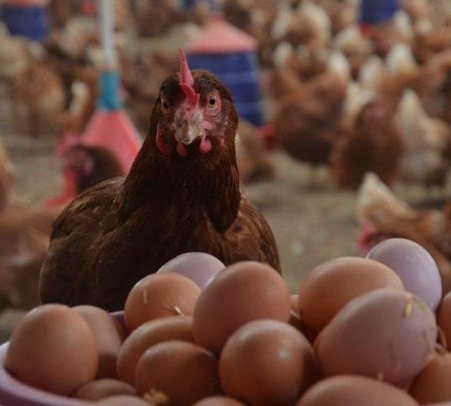 Tavuk Eti ve Yumurta Üretimi Aralık’ta Aylık ve Yıllık Arttı