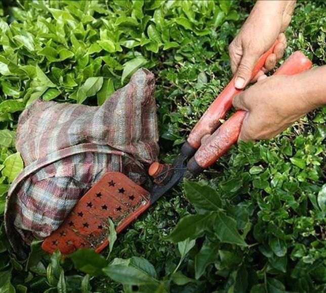 Türkiye'den Ocakta 51 Ülkeye Çay Satıldı, En Çok İngilizler Türk Çayı İçti