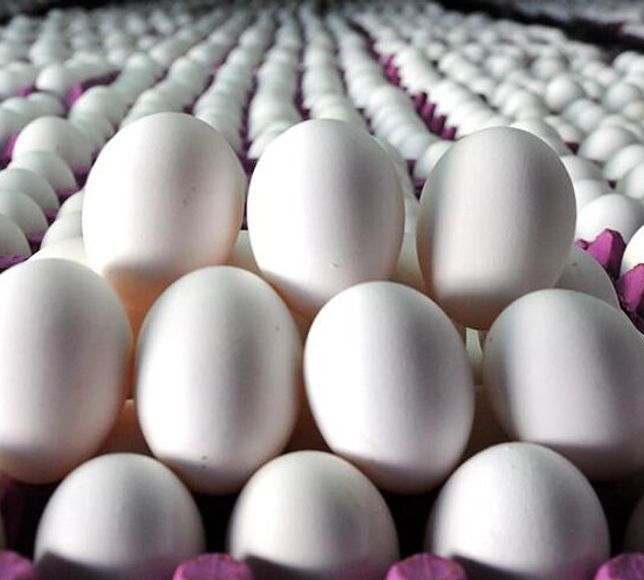 Kümes Hayvancılığında Yumurta Üretimi Rekora Koşuyor