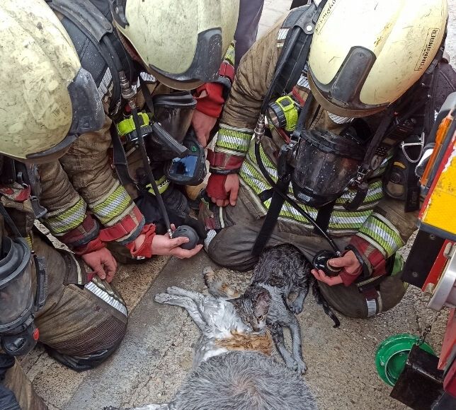 Ankara Kahramankazan’da Ev Yangını: Dumandan Etkilenen Kediler Kurtarıldı