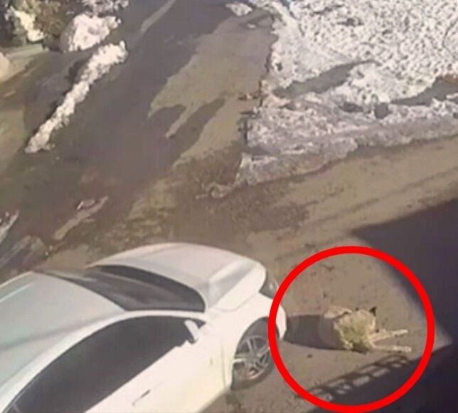 Ankara Yenimahalle’de Seyir Halindeki Araç Köpeği Ezdi