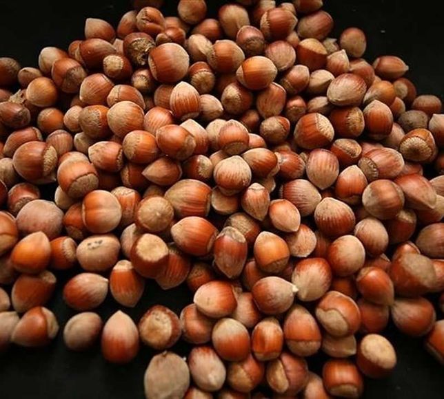 Fındık Borsalarında 9 Aylık İşlem Hacmi 314 Bin 712 Tona Ulaştı