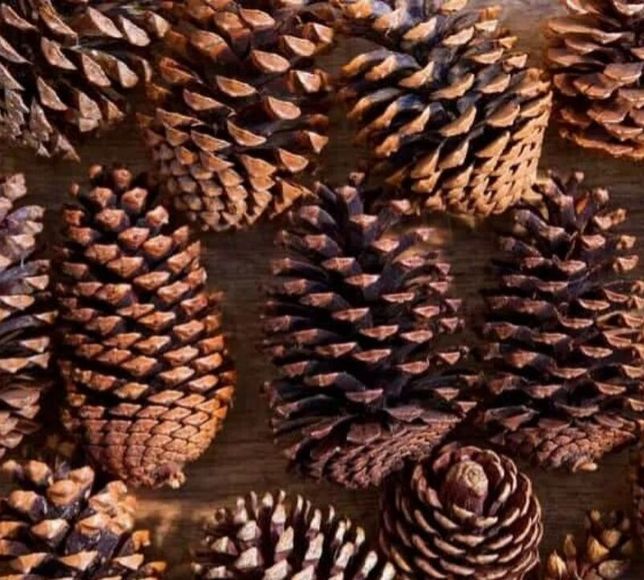 TİGEM Karacabey 5 Bin Kilo Çam Kozalağını İhaleyle Satacak