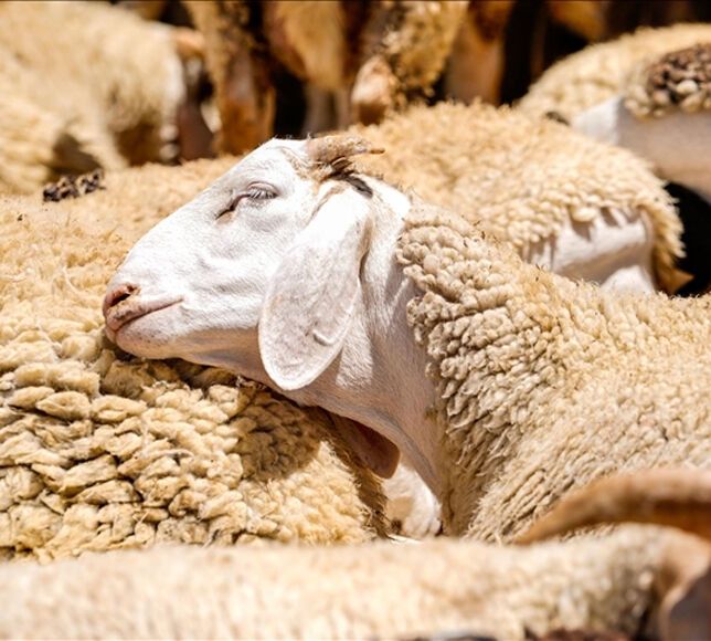 Kırsalda 150 Bin Küçükbaş Hayvan Dağıtımı Başlıyor, Başvurular Ne Zaman?