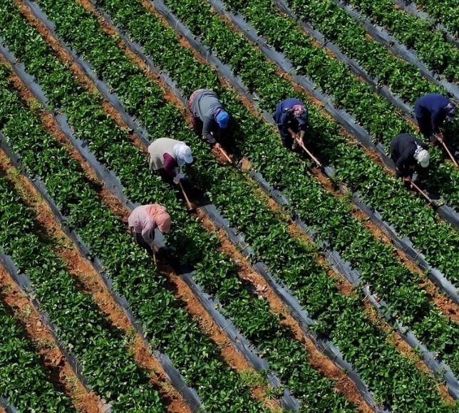 Çiftçiye Müjde: 12,3 Milyar Liralık Ödeme Yarın Başlıyor