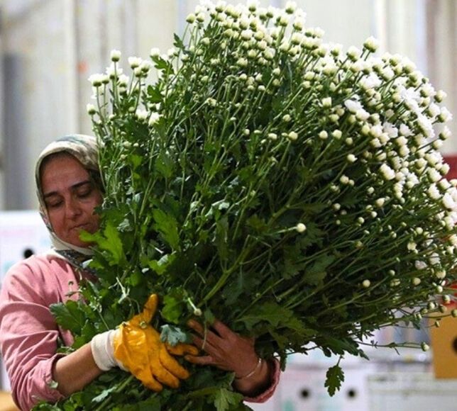 Türkiye’den Kadınlar Günü için 80 Milyon Dal Çiçek İhraç Edildi