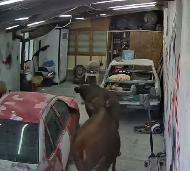 Elmadağ’da Ahırdan Kaçan Büyükbaşlar Oto Tamirhaneye Girdi