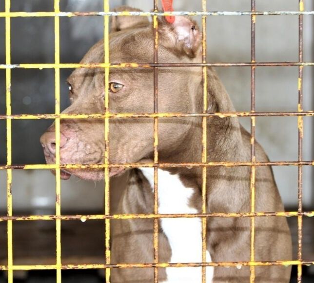 Etimesgut’ta 2 Çocuğun Yaralandığı Pitbull Davasında Yargılama Başladı