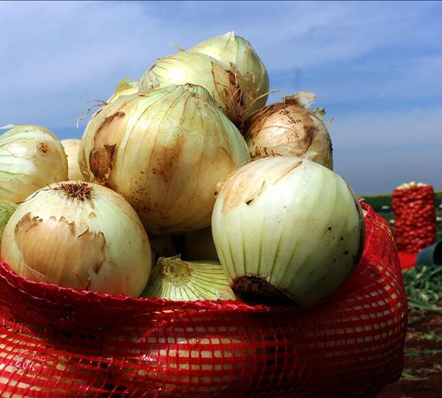 Kuru Soğanda Dünyada Üretim Azaldı, Türkiye’nin İhracatı 29 Ülkeye Çıktı