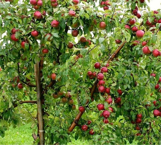 Meyve ve Asma Fidanı Üretiminde Yeni Dönem Başladı