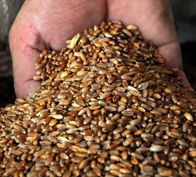 Polatlı'da Sezonun İlk Buğdayı Sembolik Olarak Bin Liradan Satıldı