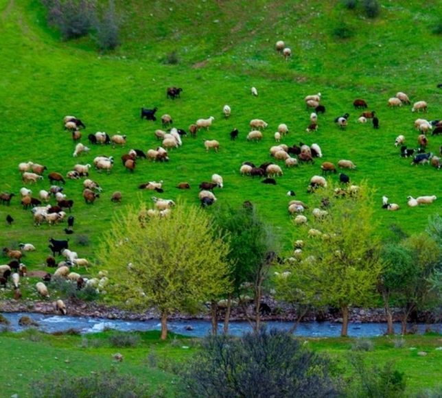 Yağışlar Küçükbaş Hayvancılığa Nefes Oldu