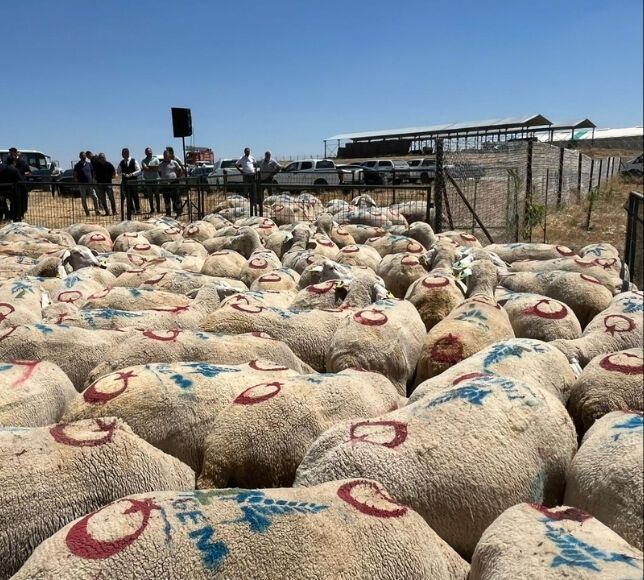 Tarım Bakanlığı'ndan Üreticilere 160 Bin Küçükbaş Hayvan Desteği
