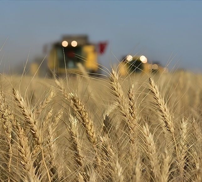Hububatta Tarihi Rekolte Beklentisi Geldi, TMO Ödemeleri Erkene Çekti
