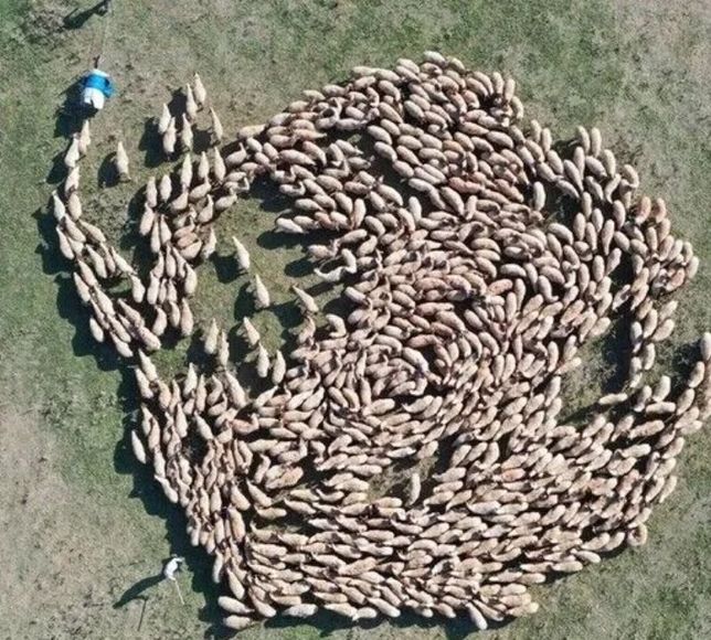 TİGEM Hayvan Varlığını 400 Binin Üzerine Taşıdı