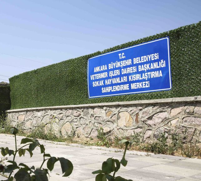 Ankara’da Yalnızca Kedilere Ücretsiz Hizmet Verecek Özel Yaşam Merkezi Açıldı