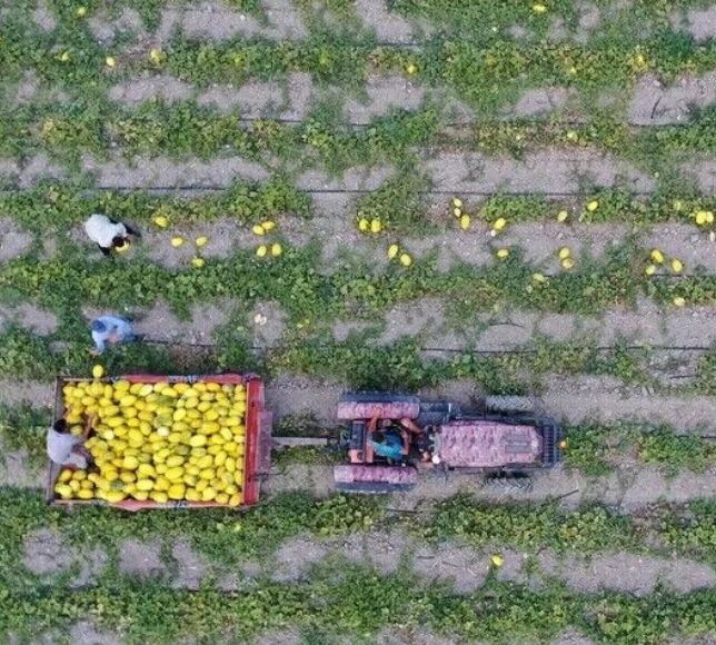 Tarımsal Destek Ödemelerinde 688,2 Milyon Lira Hesaplara Aktarılıyor