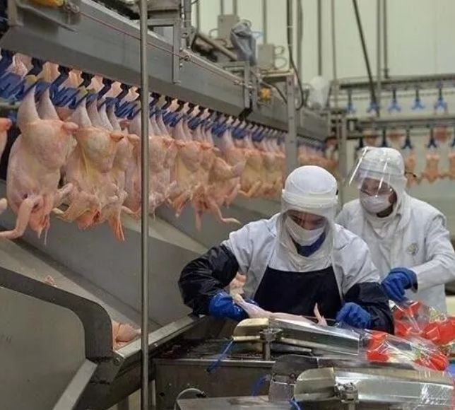 Tavuk Eti Üretimi Haziranda 232 Bin Tonu Aştı