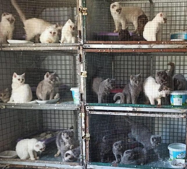 Ticaret Bakanlığından Kaçakçılığa Büyük Darbe: 58 Bin Hayvan Kurtarıldı