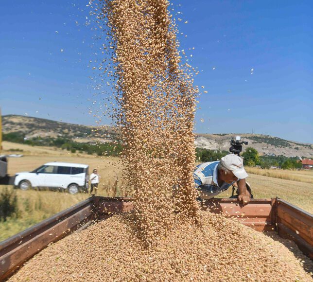 Ankara’da Yüzde 50 Hibeli 1,5 Milyon Kilo Nohut Tohumu Ürüne Dönüştü: Hasat Mesaisi Başladı