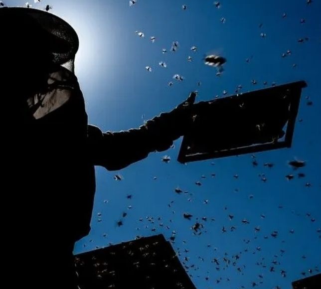 Türkiye'de 2026 Bal Üretimi için 100 Bin Ton Beklentisi