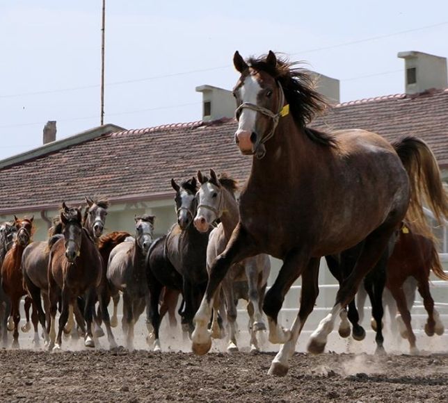 TİGEM’den 15 Safkan Arap Tayı için Satış İhalesi