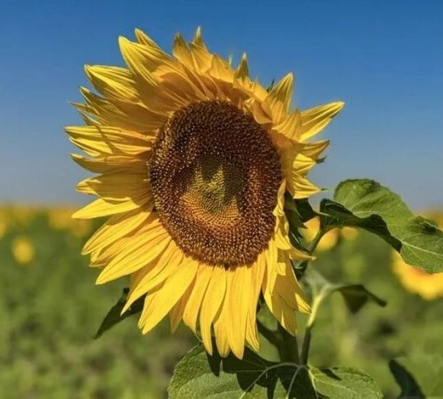 Tarım İşletmeleri Genel Müdürlüğü, 211,9 Ton Yağlık Ayçiçeğini Satışa Çıkarıyor