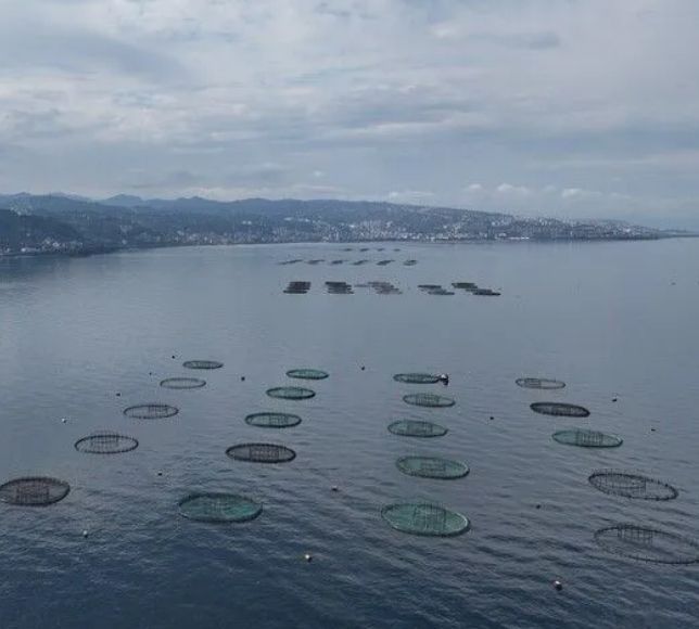 Karadeniz'in Su Ürünleri İhracatı Yüzde 16 Arttı