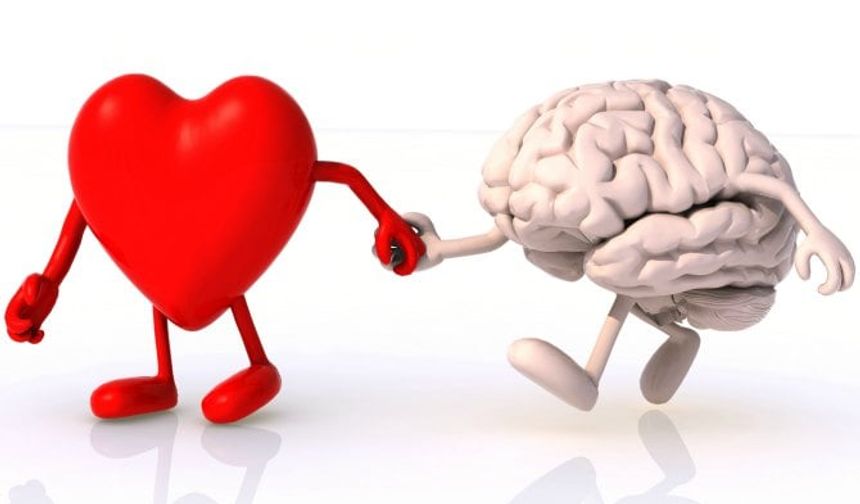 Kalbimizle Beynimiz Arasında Yeni 'Olağanüstü Bağlantı' Keşfedildi