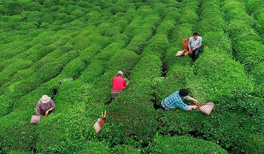 Çay Üreticilerine Destek Ödemesi Hesaplara Yatırılıyor