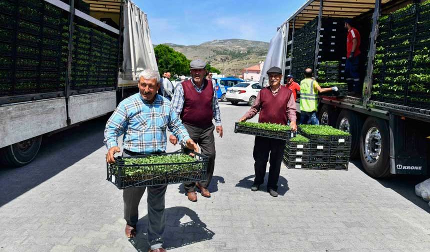 Ankara’da Çiftçilere Domates ve Biber Fidesi Dağıtımı