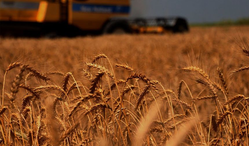 Adana'da Buğday Hasadı Başladı