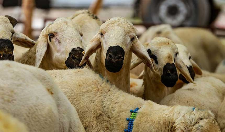 Diyanet Açıkladı! Vekaletle Kurban Kesim Bedelleri Belli Oldu
