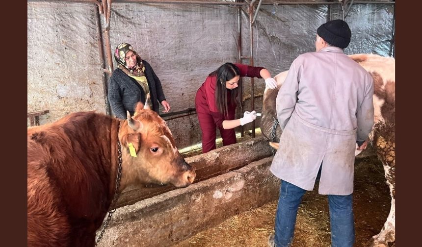 Çamlıdere’de Hayvancılığa Destek: Veterinerlik Hizmeti Başladı!
