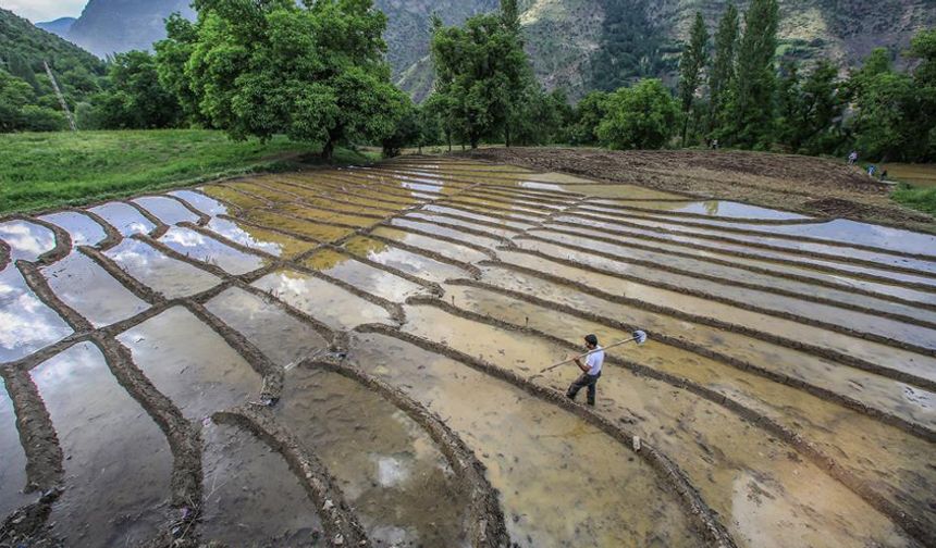 Kızılcahamam 40 Yıl Sonra Çeltikçi Pirincine Kavuşuyor