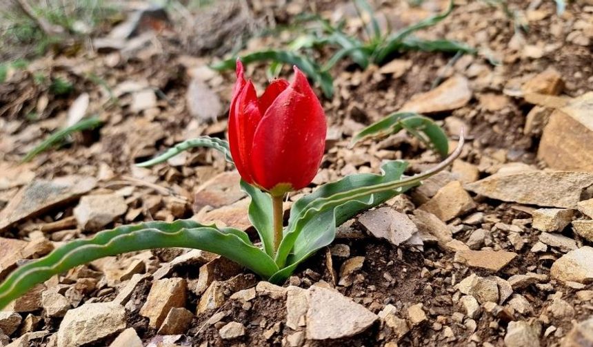 Kızılcahamam'da Dağ Lalesi Çiçek Açtı: Yılda Sadece 15 Gün Görülüyor!