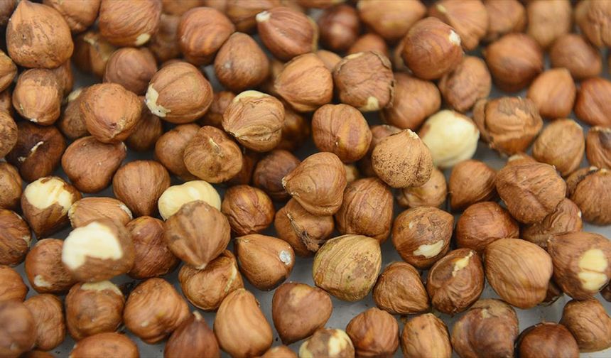 Fındık İşlemleri 8 Ayda 550 Bin Tonu Aştı: Sakarya Lider