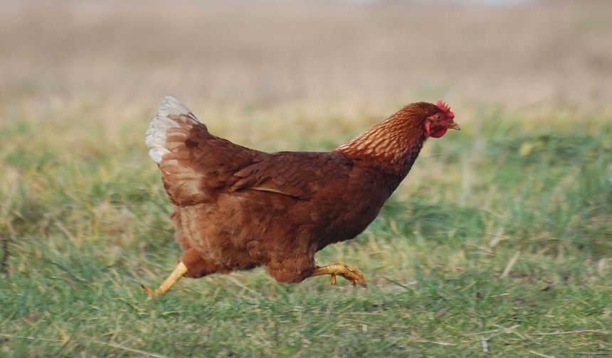 Rüyada Tavuk Görmek Ne Anlama Gelir?