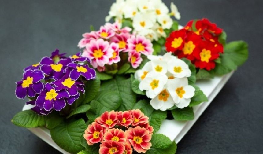 Çuha Çiçeğinin (Primula) Bakımı Nasıl Olmalıdır?