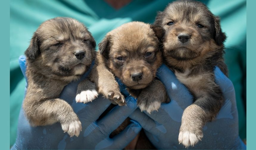 Mamak’ta Yangın Mağduru Yavru Köpekler Koruma Altına Alındı
