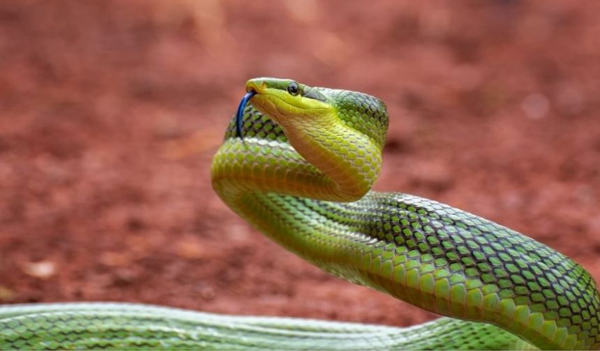 Yılanlardan Neden Korkarız?