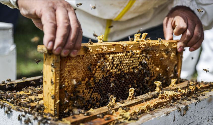 Arıcılıkta Yeni Dönem: Ulusal Meslek Standardı Geliyor